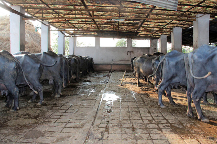 Milk Collection